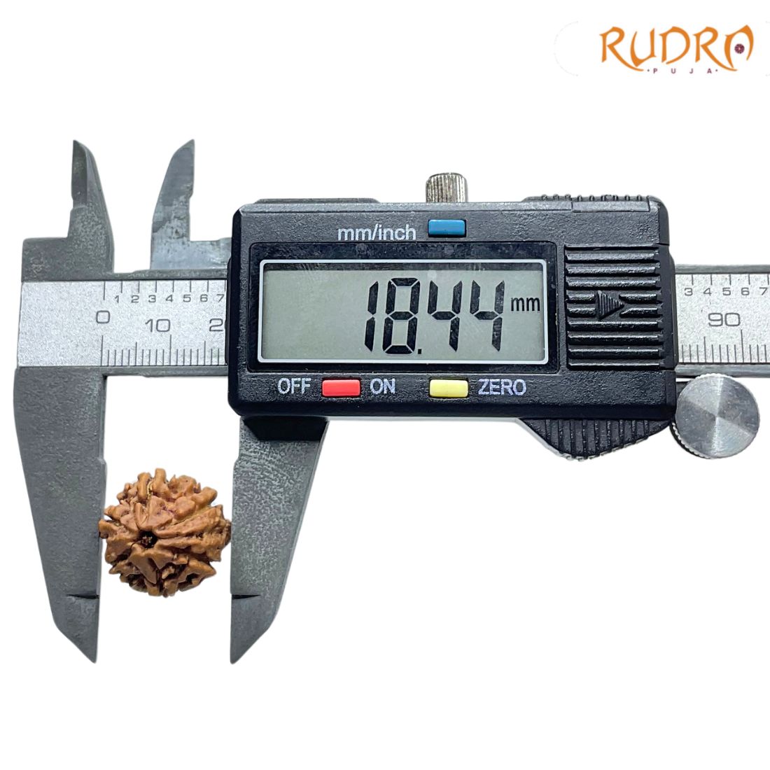 Ganesha Rudraksha - (18.44 MM) - (Rudrapuja)