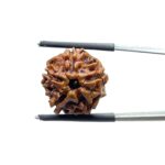 Ganesha Rudraksha - (18.52 MM)