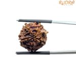 Ganesha Rudraksha - (18.52 MM)