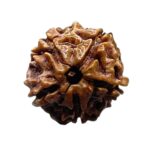 Ganesha Rudraksha - (18.52 MM)