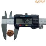 Ganesha Rudraksha - (18.52 MM)
