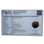 Ganesha Rudraksha - (18.52 MM)