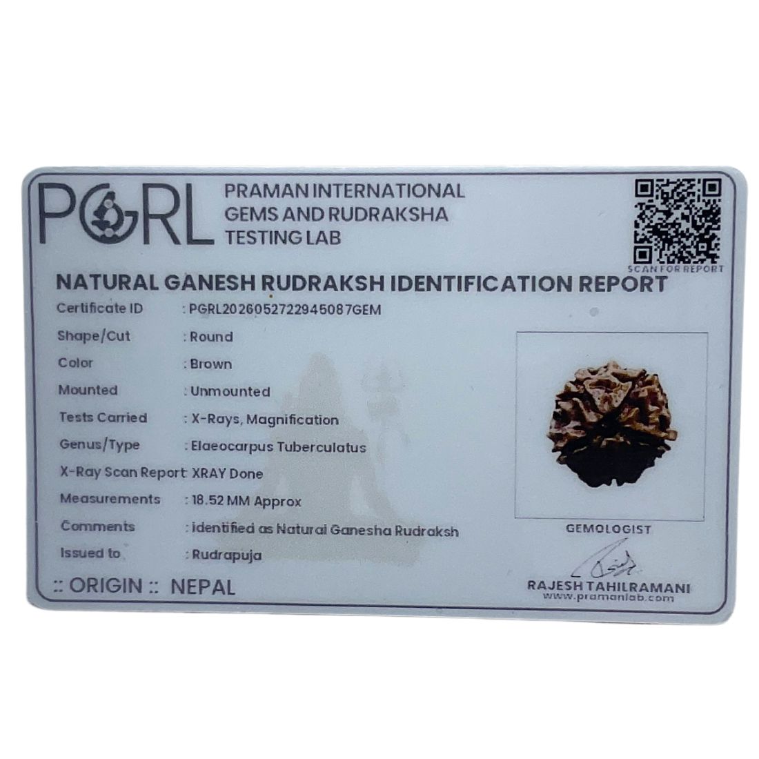 Ganesha Rudraksha - (18.52 MM)