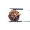 Ganesha Rudraksha - (18.70 MM)