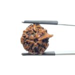 Ganesha Rudraksha - (18.70 MM)