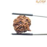 Ganesha Rudraksha - (18.70 MM)