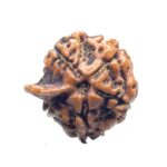 Ganesha Rudraksha - (18.70 MM)