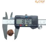 Ganesha Rudraksha - (18.70 MM)