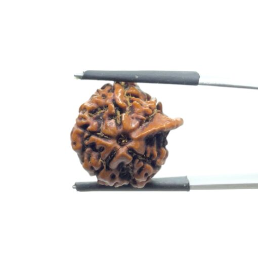 Ganesha Rudraksha - (18.70 MM)