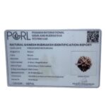 Ganesha Rudraksha - (18.70 MM)