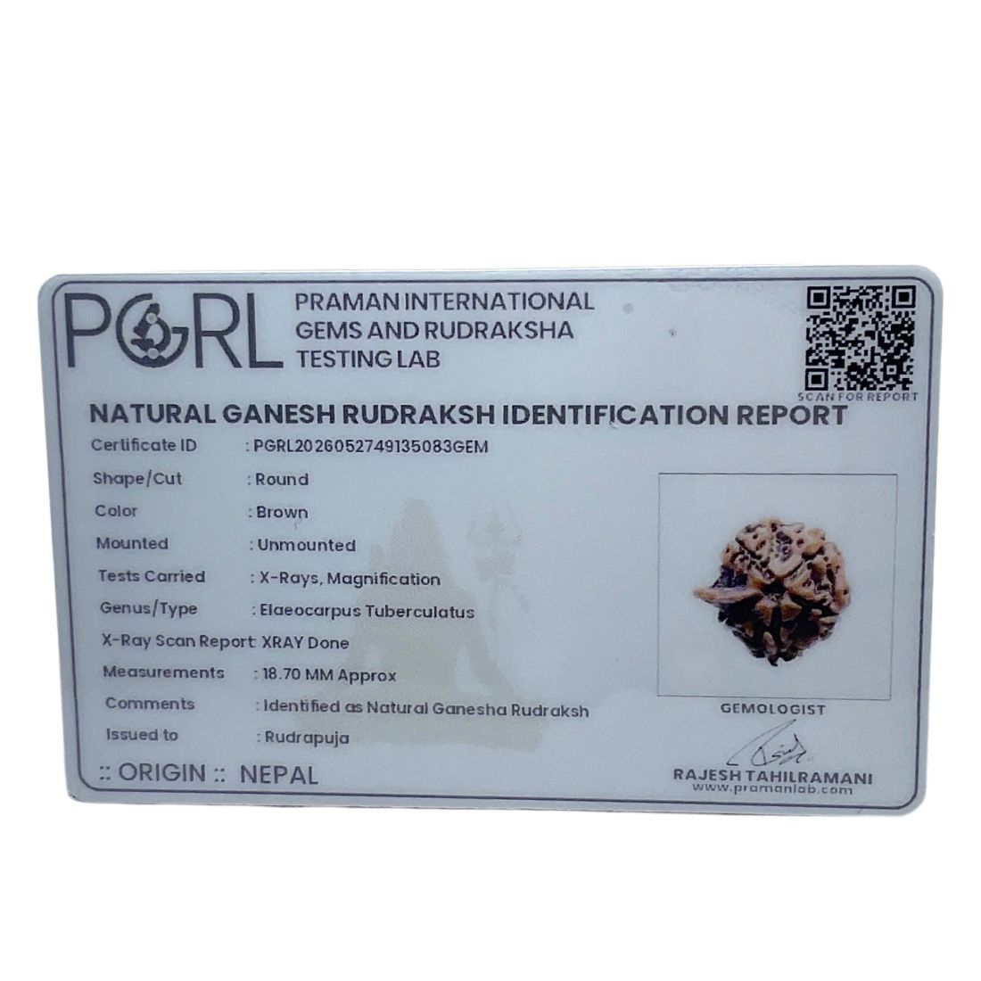 Ganesha Rudraksha - (18.70 MM)