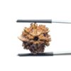 Ganesha Rudraksha - (18.90 MM)