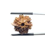 Ganesha Rudraksha - (18.90 MM)