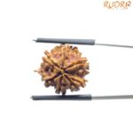 Ganesha Rudraksha - (18.90 MM)