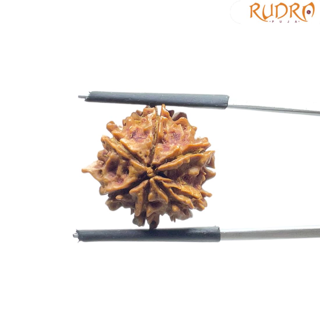 Ganesha Rudraksha - (18.90 MM)