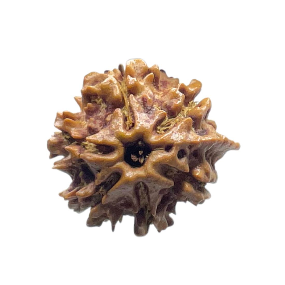 Ganesha Rudraksha - (18.90 MM)