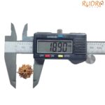 Ganesha Rudraksha - (18.90 MM)
