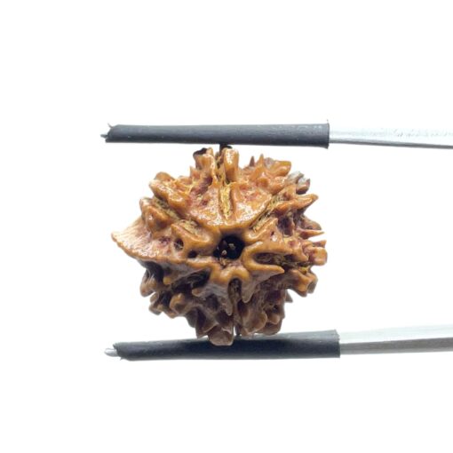 Ganesha Rudraksha - (18.90 MM)