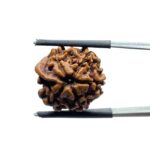 Ganesha Rudraksha - (19.00 MM)