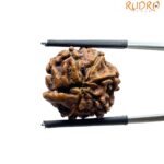 Ganesha Rudraksha - (19.00 MM)