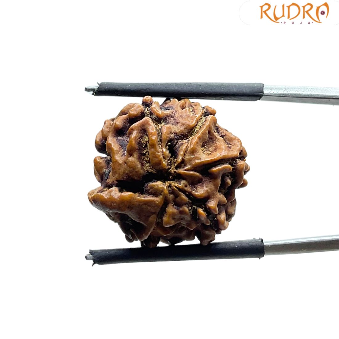 Ganesha Rudraksha - (19.00 MM)