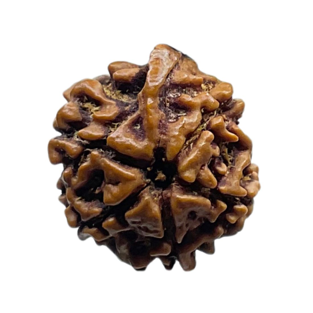 Ganesha Rudraksha - (19.00 MM)
