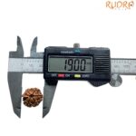 Ganesha Rudraksha - (19.00 MM)