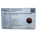 Ganesha Rudraksha - (19.00 MM)