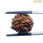 Ganesha Rudraksha - (19.02 MM)