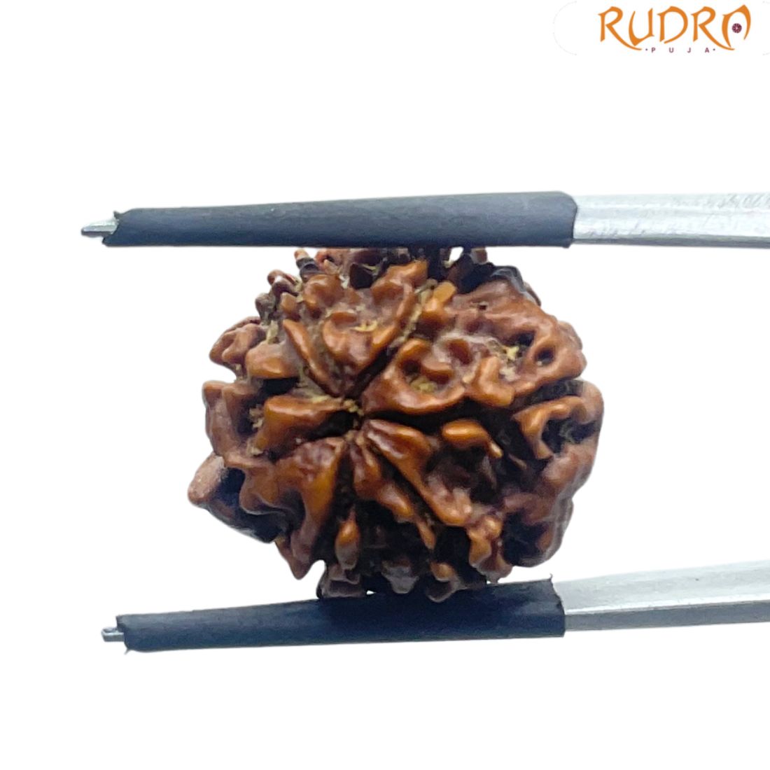 Ganesha Rudraksha - (19.02 MM)