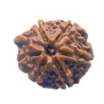 Ganesha Rudraksha - (19.02 MM)