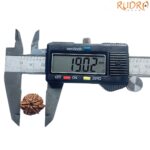 Ganesha Rudraksha - (19.02 MM)
