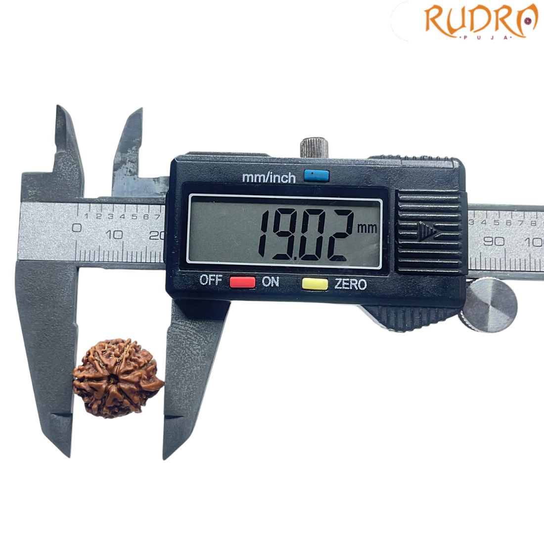 Ganesha Rudraksha - (19.02 MM)