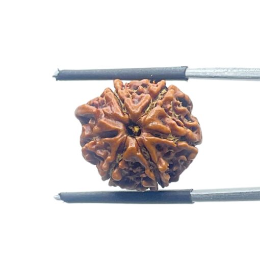 Ganesha Rudraksha - (19.02 MM)