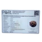 Ganesha Rudraksha - (19.02 MM) - (Rudrapuja)