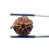 Ganesha Rudraksha - (19.22 MM)