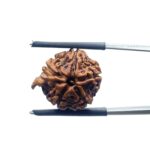 Ganesha Rudraksha - (19.22 MM)