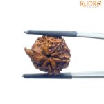 Ganesha Rudraksha - (19.22 MM)