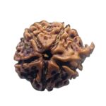 Ganesha Rudraksha - (19.22 MM)