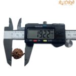 Ganesha Rudraksha - (19.22 MM)