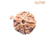 Ganesha Rudraksha - (19.30 MM) - (Rudrapuja)