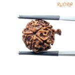 Ganesha Rudraksha - (19.30 MM) - (Rudrapuja)