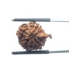 Ganesha Rudraksha - (19.45 MM)
