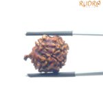 Ganesha Rudraksha - (19.45 MM)