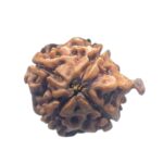Ganesha Rudraksha - (19.45 MM)