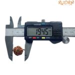 Ganesha Rudraksha - (19.45 MM)