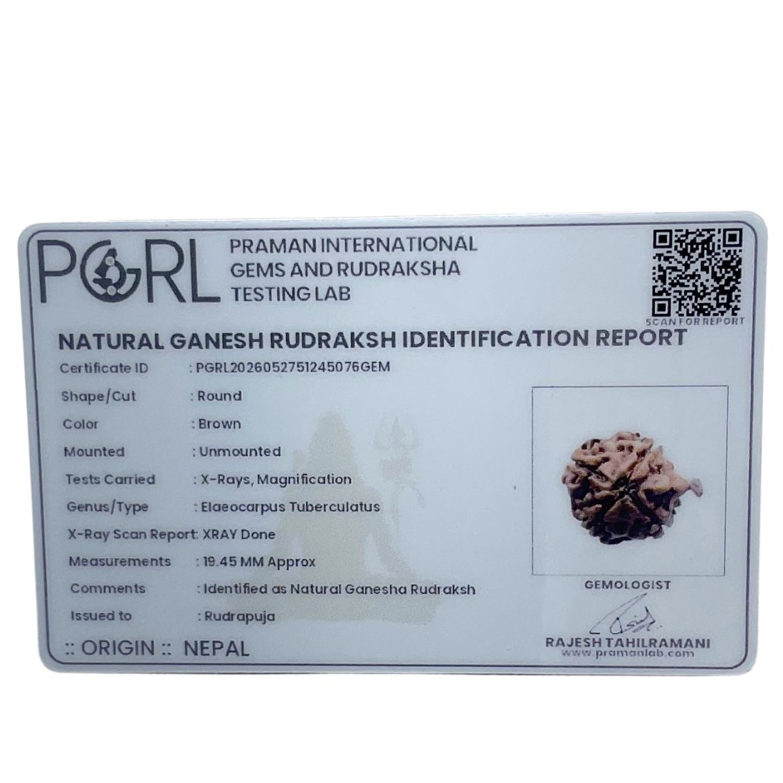 Ganesha Rudraksha - (19.45 MM)