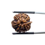 Ganesha Rudraksha - (19.60 MM)
