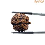 Ganesha Rudraksha - (19.60 MM)