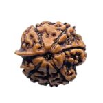 Ganesha Rudraksha - (19.60 MM)